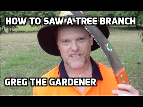 How To Saw a Tree Branch Off - Right and Wrong way Demonstration - Greg The Gardener